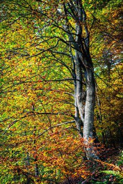 İtalya 'nın Resia Vadisi' ndeki ormanda renkli yaprakları olan sonbahar ağaçları