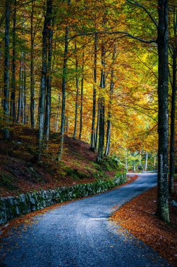 İtalya 'nın Resia Vadisi' ndeki renkli ağaçlarla dolu sonbahar ormanlarında dolambaçlı yollar