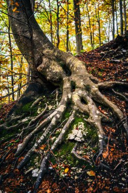 İtalya 'nın Resia Vadisi' ndeki sonbahar renkli ormanlarda kökeni ortaya çıkmış büyük bir ağaç.