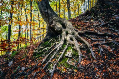 İtalya 'nın Resia Vadisi' ndeki sonbahar renkli ormanlarda kökeni ortaya çıkmış büyük bir ağaç.