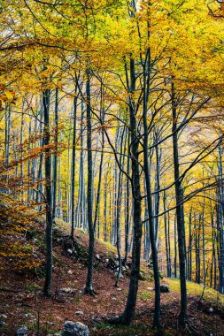 İtalya 'nın Resia Vadisi' ndeki ormanda renkli yaprakları olan sonbahar ağaçları