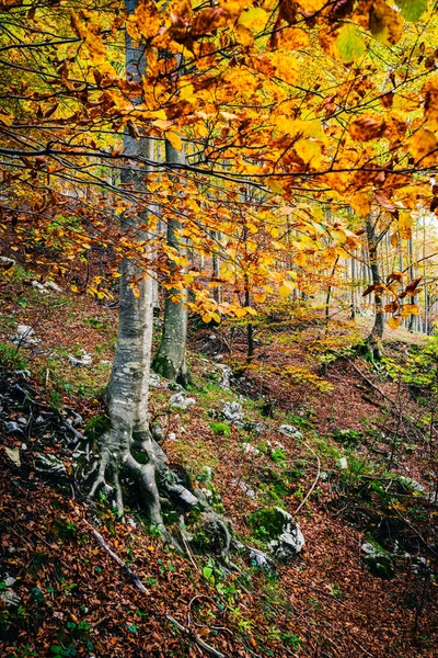 İtalya 'nın Resia Vadisi' ndeki sonbahar renkli ormanlarda kökeni ortaya çıkmış büyük bir ağaç.