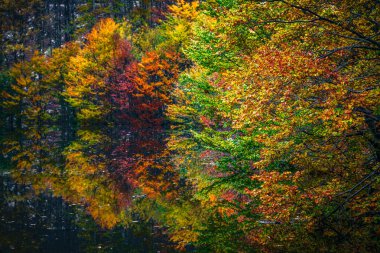 İtalya, Resia Valley 'de sonbahar. Göl kenarındaki ağaçlarla manzaralı.