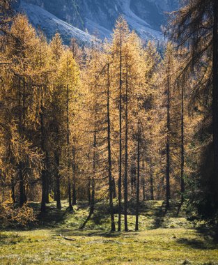 İtalya 'nın Dolomite dağlarında sonbahar ağaçlarıyla güzel bir dağlık arazi.