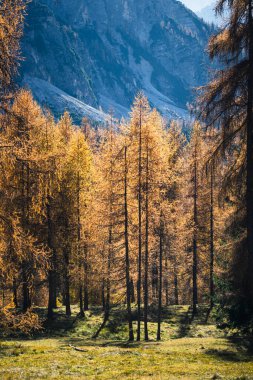 Dolomite dağlarının renkli ağaçlarıyla sonbahar dağları manzarası