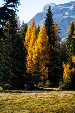 İtalya 'nın Dolomite dağlarında sonbahar ağaçlarıyla güzel bir dağlık arazi.