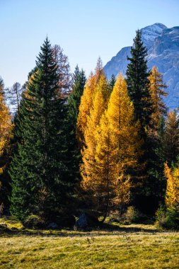 İtalya 'nın Dolomite dağlarında sonbahar ağaçlarıyla güzel bir dağlık arazi.