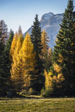 İtalya 'nın Dolomite dağlarında sonbahar ağaçlarıyla güzel bir dağlık arazi.