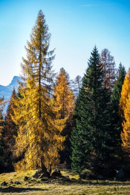 İtalya 'nın Dolomite dağlarında sonbahar ağaçlarıyla güzel bir dağlık arazi.
