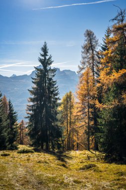 İtalya 'nın Dolomite Dağları' ndaki sonbahar karaçam ağaçlarının güzel alp manzarası