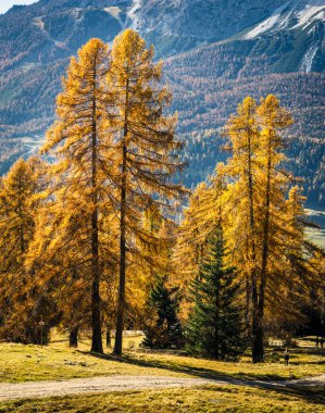 Dolomite dağlarının renkli ağaçlarıyla sonbahar dağları manzarası