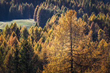 Sonbaharda karaçam ağaçlı Dolomite dağlarının manzarası, Cortina D 'Ampezzo, İtalya