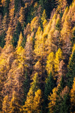 Dolomite Dağları, Cortina D 'Ampezzo, İtalya' da sonbahar ağaçlarının güzel alp manzarası