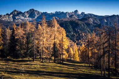 Sonbaharda karaçam ağaçlı Dolomite dağlarının manzarası, Cortina D 'Ampezzo, İtalya