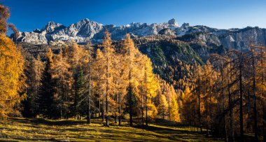 Sonbaharda karaçam ağaçlı Dolomite dağlarının manzarası, Cortina D 'Ampezzo, İtalya