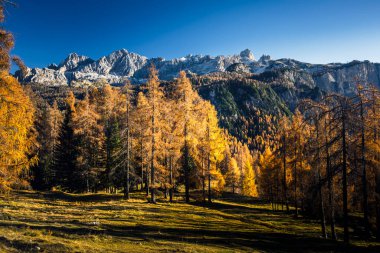 Sonbaharda karaçam ağaçlı Dolomite dağlarının manzarası, Cortina D 'Ampezzo, İtalya