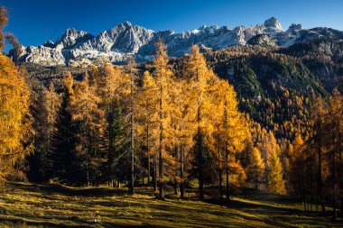 Sonbaharda karaçam ağaçlı Dolomite dağlarının manzarası, Cortina D 'Ampezzo, İtalya