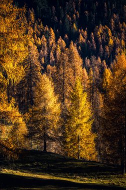 Sonbaharda karaçam ağaçlı Dolomite dağlarının manzarası, Cortina D 'Ampezzo, İtalya