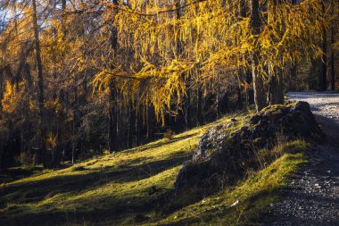 Sonbaharda çam ağaçları olan Dolomite dağlarının manzarası, Cortina D 'Ampezzo, İtalya