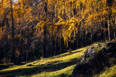 Sonbaharda çam ağaçları olan Dolomite dağlarının manzarası, Cortina D 'Ampezzo, İtalya