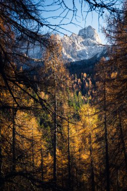 Sonbaharda karaçam ağaçlı Dolomite dağlarının manzarası, Cortina D 'Ampezzo, İtalya