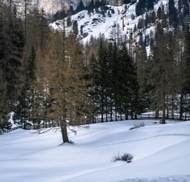 İtalya 'nın Predil Gölü yakınlarındaki Dolomitler ve çam ağaçlarının manzarası
