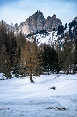 İtalya 'nın Predil Gölü yakınlarındaki Dolomitler ve çam ağaçlarının manzarası