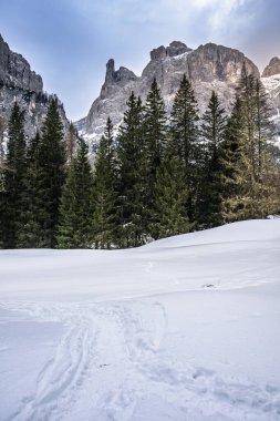 İtalya 'nın Predil Gölü yakınlarındaki Dolomitler ve çam ağaçlarının manzarası