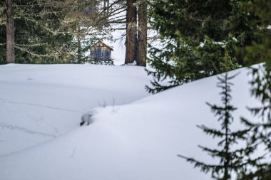 İtalya 'daki Dolomite dağlarında çam ağaçları olan karlı bir manzara.