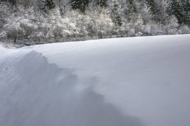 İtalya Predil Gölü yakınlarındaki kış ormanlarında karla kaplı ağaçlar