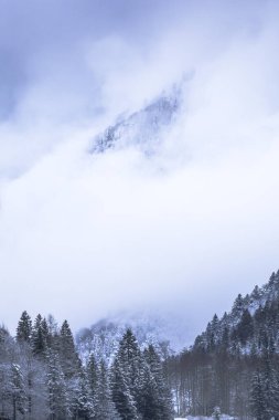 İtalya 'nın Predil Gölü yakınlarındaki Alp dağlarındaki karla kaplı ağaçların manzarası