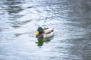 Ördek sakin su yüzeyinde yüzüyor..