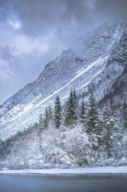 İtalya Predil Gölü yakınlarındaki kış ormanlarında karla kaplı ağaçlar