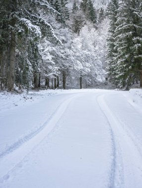 view of snowy road through winter forest near Predil Lake, Italy