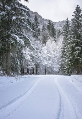view of snowy road through winter forest near Predil Lake, Italy