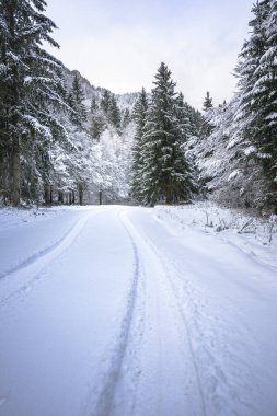 view of snowy road through winter forest near Predil Lake, Italy