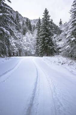 view of snowy road through winter forest near Predil Lake, Italy