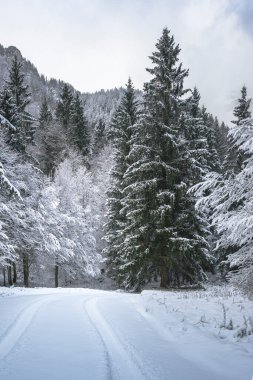 view of snowy road through winter forest near Predil Lake, Italy