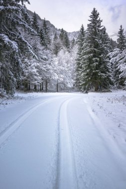 view of snowy road through winter forest near Predil Lake, Italy