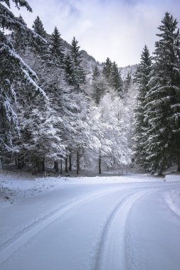 view of snowy road through winter forest near Predil Lake, Italy