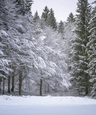 İtalya Predil Gölü yakınlarındaki kış ormanlarında karla kaplı ağaçlar