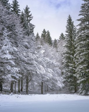 İtalya Predil Gölü yakınlarındaki kış ormanlarında karla kaplı ağaçlar