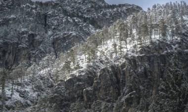 İtalya Predil Gölü yakınlarındaki kış ormanlarında karla kaplı ağaçlar