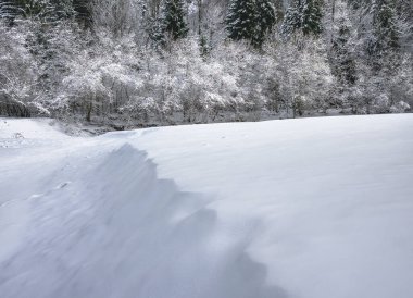 İtalya Predil Gölü yakınlarındaki kış ormanlarında karla kaplı ağaçlar