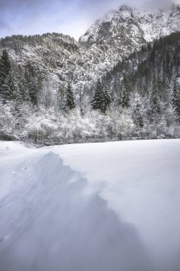 Snow-covered trees in winter forest near Predil Lake, Italy
