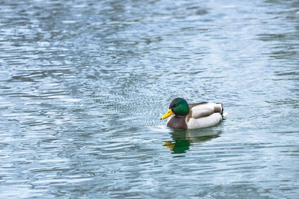Ördek sakin su yüzeyinde yüzüyor..