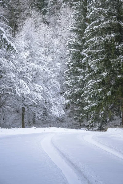 view of snowy road through winter forest near Predil Lake, Italy