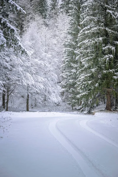 view of snowy road through winter forest near Predil Lake, Italy