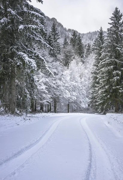 view of snowy road through winter forest near Predil Lake, Italy