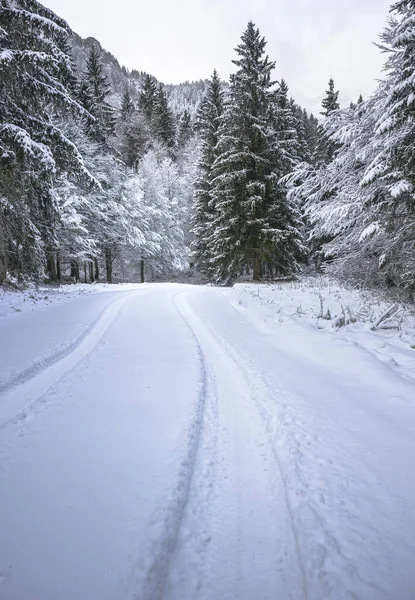 view of snowy road through winter forest near Predil Lake, Italy
